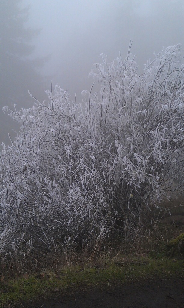 A view of Winter from Eugene, Oregon.