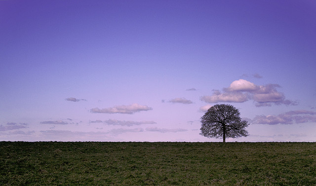 Solitary Tree