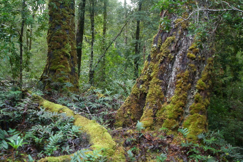 A threatened world: the Tarkine of Tasmania