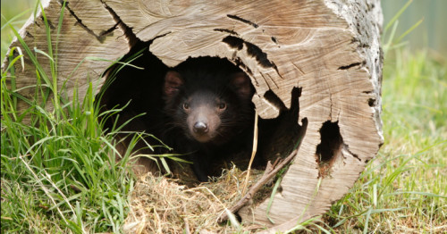 Tasmanian Devil (Photo: Getty Images)