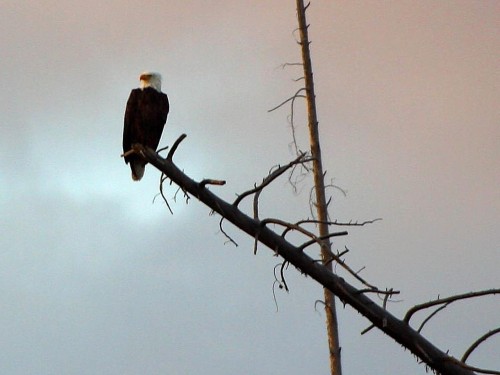 bald-eagle-bird