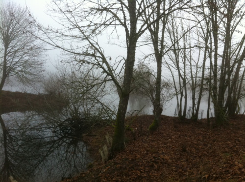 The Delta Ponds on a foggy winter morning