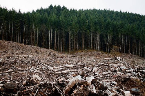 Clear-cut forests near Eugene, Oregon. Photo by Calibas.