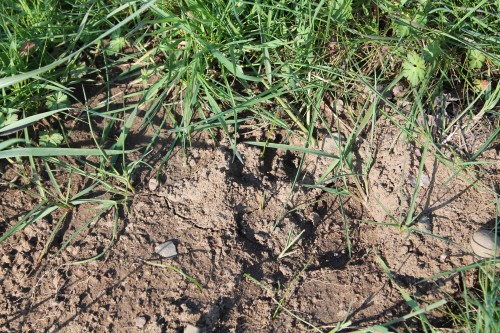 Coyote tracks found at Glassbar Island