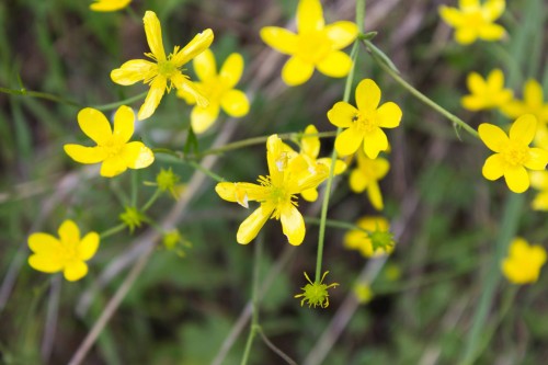 Spring flowers. [Photo: Jason Thomas Pitzl]