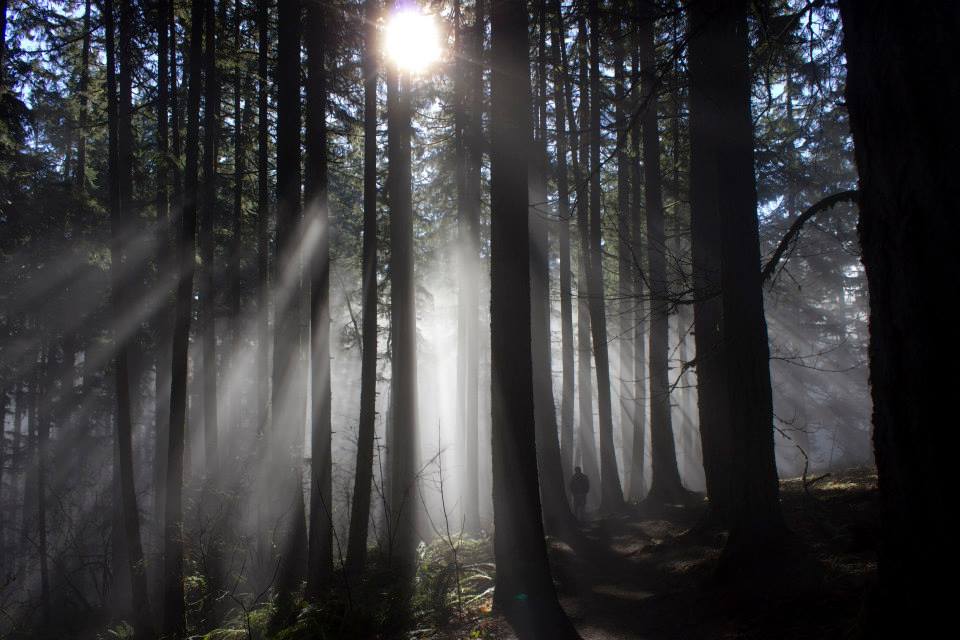 Trees and sun in Oregon. Photo: Jason Thomas Pitzl