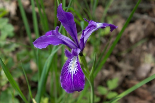 Spring flower. Photo by Jason Thomas Pitzl.