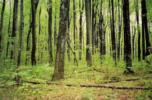 Skyline Drive in Shenandoah National Park near Front Royal [Photo Credit: Ken Lund/Flickr]