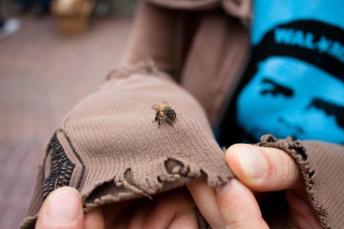 A bee on my cuff. Photo by Gregory Walker