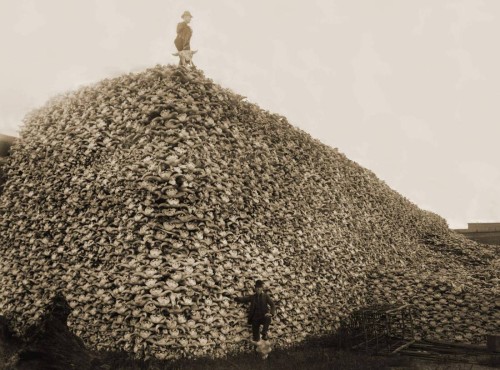 Buffalo-Skulls-1870