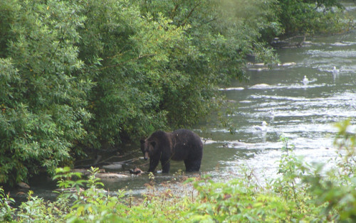 Fish Creek in Hyder, Alaska. [Photo Credit: Matt Lemmon via Flickr]