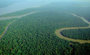 Amazon Rainforest [Photo Credit: lubasi via Wikimedia, cc. lic.]