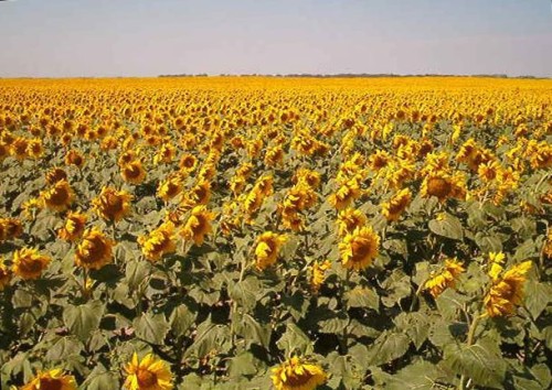 Sunflower fields near Fargo, SD. Photo by Hephaestos. 