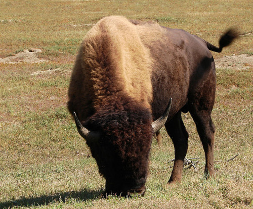 Bison at Theodore Roosevelt national Park. Photo by Matt Reinbold. 