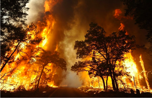 Bushfire [Photo Credit: Black Saturday Bushfires.com.au]