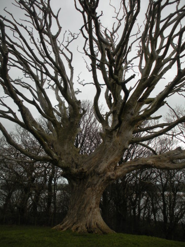 Tree on sacred hill (photo by R. Wildermuth)