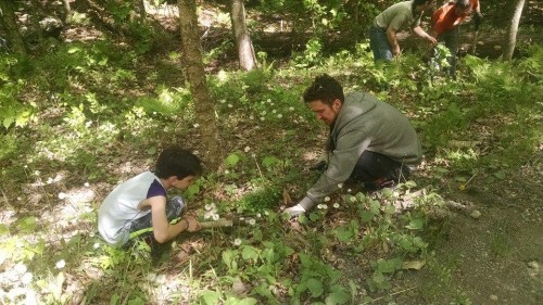 Rooting out invasive plants.