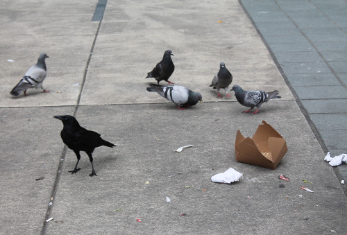 Crow standing off against pigeons