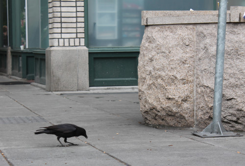 The parking lot crow