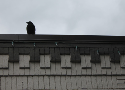 Yoga crow, watching from above