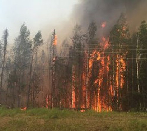 Alaska Sockeye Wildfire 2015