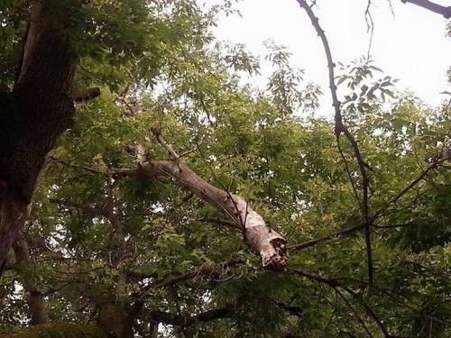 A "widow maker" branch above Lori Dake's tent. photo by Lori Dake