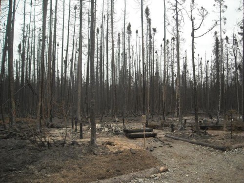 Cabins and trees after the fire. [courtesy photo]