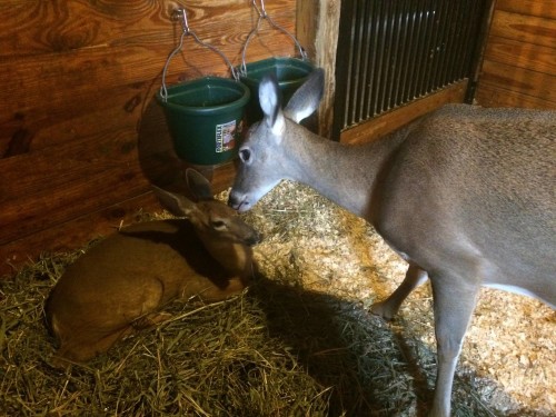 Lily and Deirdre the deer