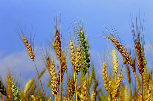 A Blessed Lughnasadh