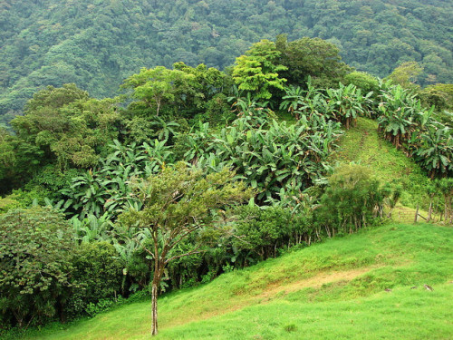 Monte Verde [Photo Credit: Jardín Botánico Nacional / Flickr]