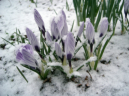 Happy Imbolc