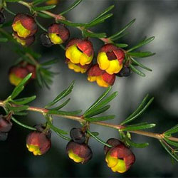 Boronia megastigma (Source)