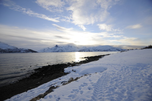 The coast of the island of Kvaløya near Tromsø, North-Norway. [Photo Credit: L. Perabo]