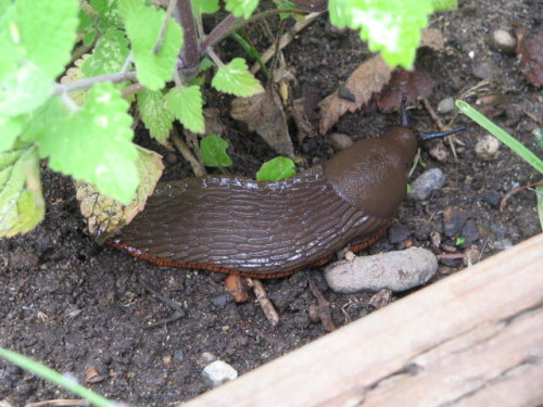 Garden slug. Photo by I, Colae.