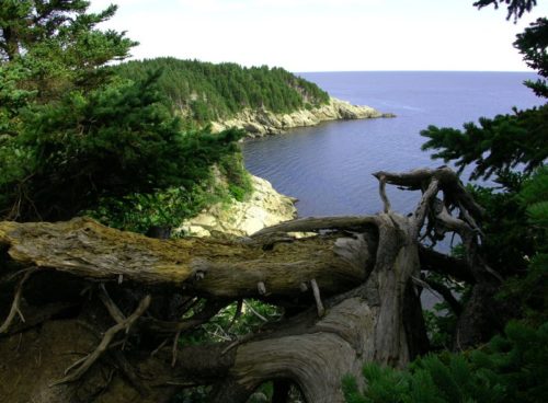 The coastline of Cape Breton Island (wikimedia commons)
