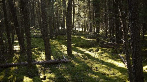 Boreal Forest, in Pimachiowin Aki. Photo by Dodie Graham McKay