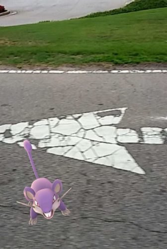 Rattata found roadside in South Georgia [Photo Credit: E. Howard]