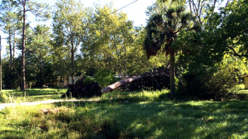 A large live oak tree was knocked over in Meg Knunya's neighbor's yard. [Courtesy M. Knunya]