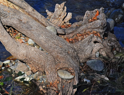 "Rocks in Tree" 2016 by photographer Greg Harder, all rights reserved