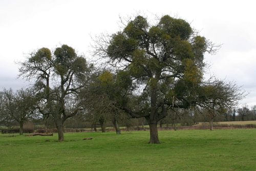 Old Apple Orchard [ Photo Credit: Bob Embleton] 