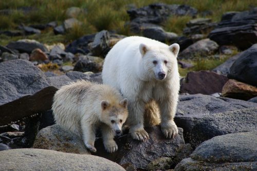 'Spirit Bear' of Canada [Courtesy Wikimedia]