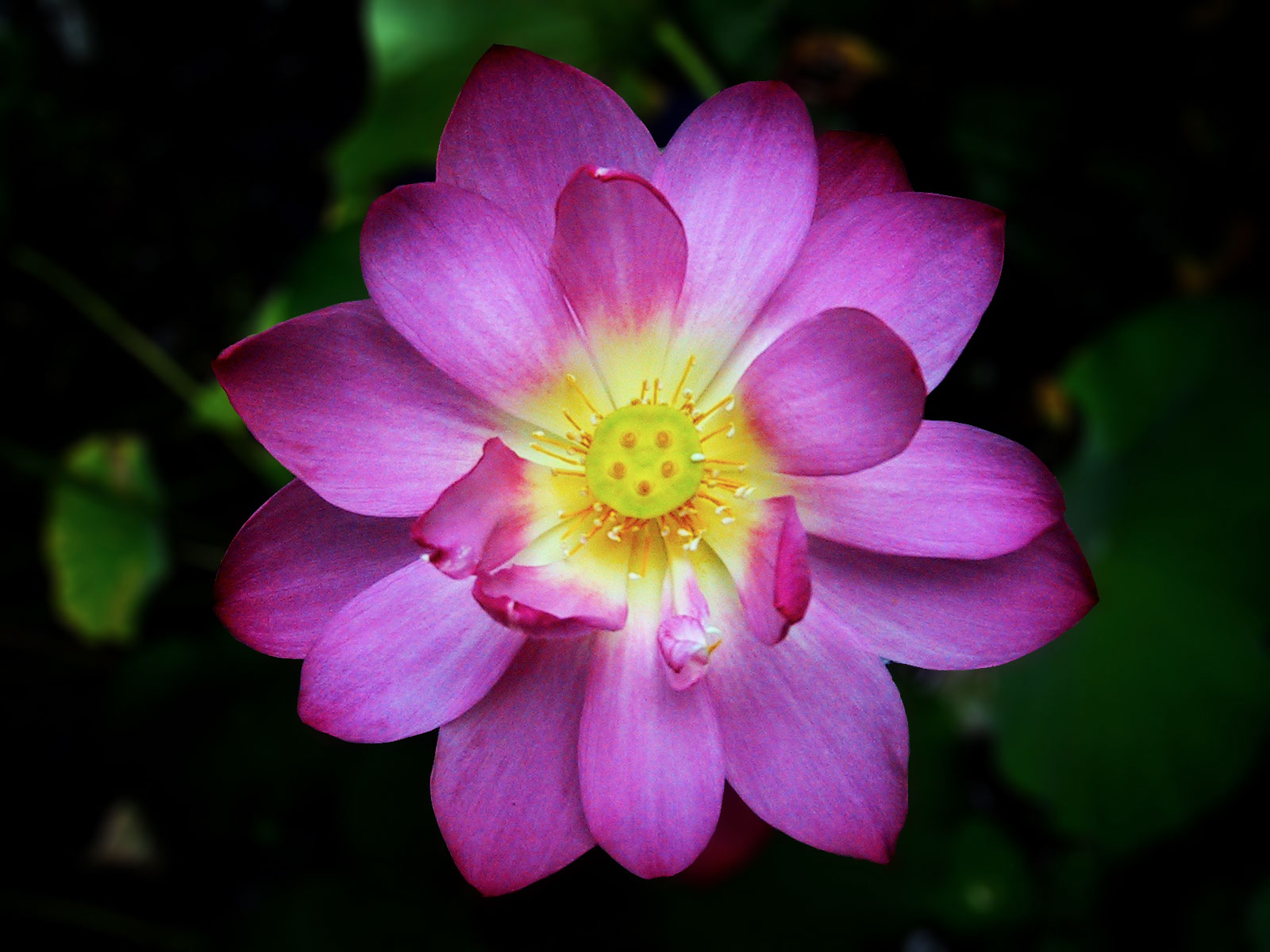 Lotus Blossom. Photo Credit: M. Tejeda-Moreno