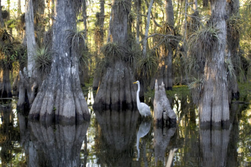 Everglades National Park [Public Domain]