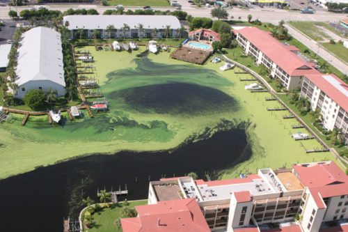 Agal bloom around docks in Florida [Photo Credit: By John Moran / Public domain]