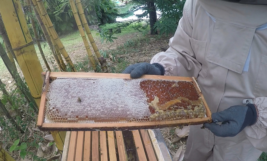 Honey Harvest. Photo Credit: S. Ciotti