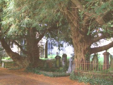 Pagans support petition to protect the UK’s ancient yew trees
