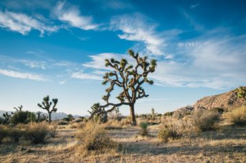 Column: Mourning Joshua Tree’s Loss and Its Larger Implications