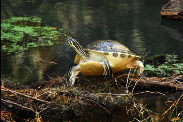 Turtles Chained Together in Miami