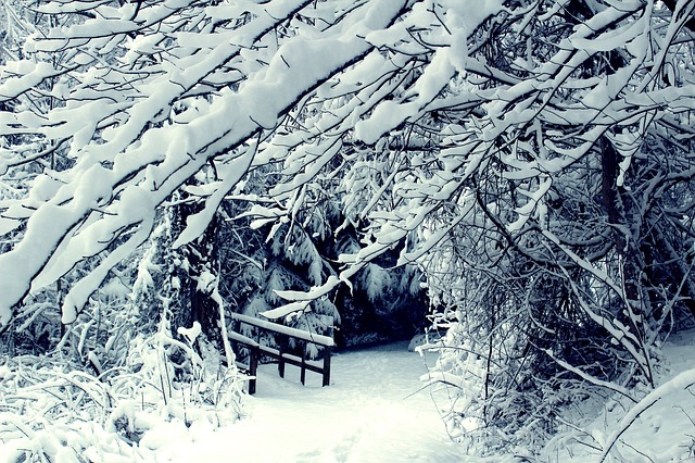 Snowy Home