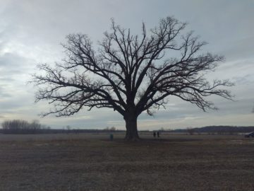 Column: Flooded Roots